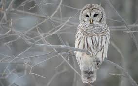 owl on branch