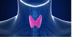 THYROID HEALTH